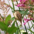 /album/my-local-birding-gallery/sedge-warbler-on-reserve-june-2011-jpg/